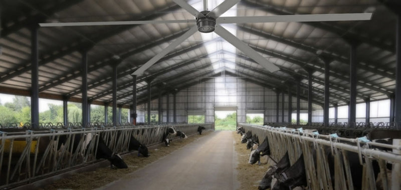 Refrescando ganado eficientemente con ventiladores HVLS e-shop.airmovers.com.mx
